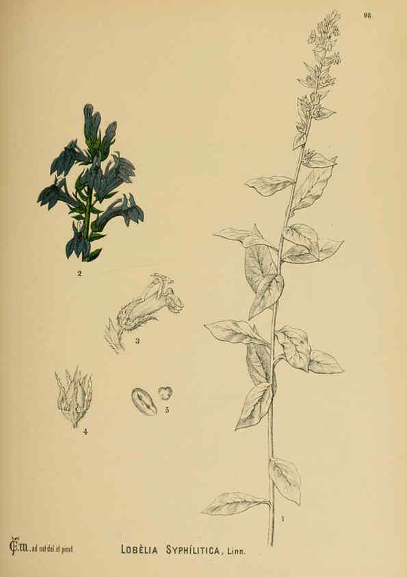 Reproducción/Reproduction 6025419143: American medicinal plants New York,Boericke & Tafel,c1887