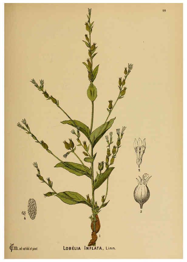 Reproducción/Reproduction 6025974742: American medicinal plants New York,Boericke & Tafel,c1887
