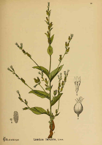 Reproducción/Reproduction 6025974742: American medicinal plants New York,Boericke & Tafel,c1887