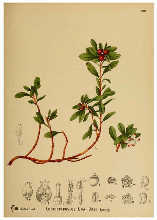 Reproducción/Reproduction 6025419949: American medicinal plants New York,Boericke & Tafel,c1887