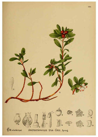 Reproducción/Reproduction 6025419949: American medicinal plants New York,Boericke & Tafel,c1887