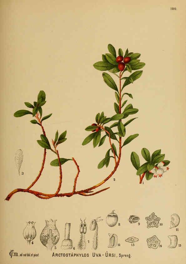 Reproducción/Reproduction 6025419949: American medicinal plants New York,Boericke & Tafel,c1887