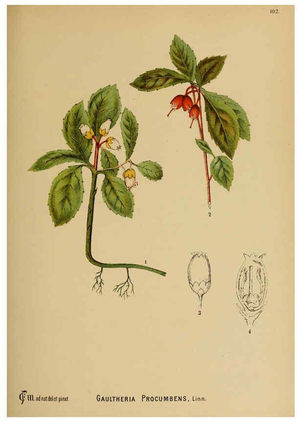 Reproducción/Reproduction 6025420437: American medicinal plants New York,Boericke & Tafel,c1887