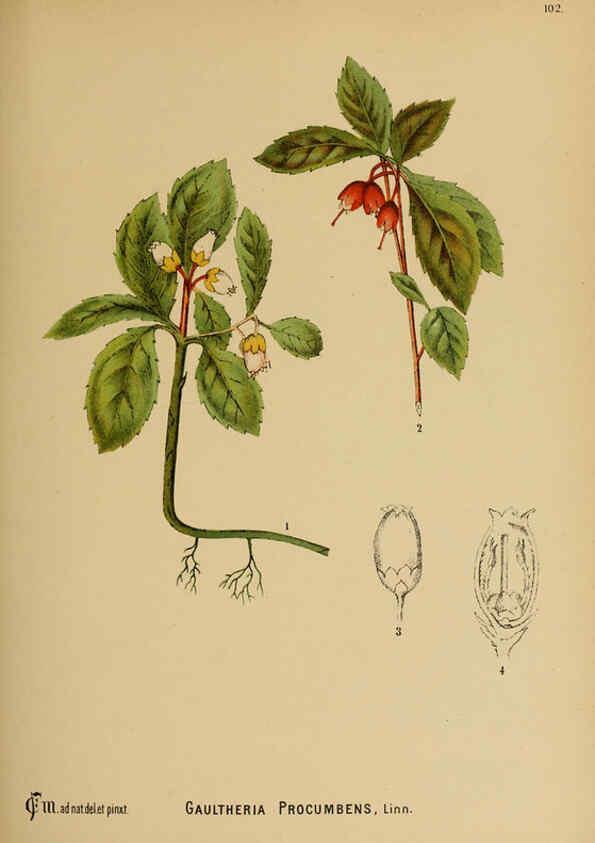 Reproducción/Reproduction 6025420437: American medicinal plants New York,Boericke & Tafel,c1887