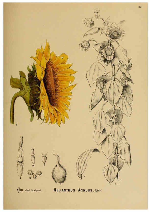 Reproducción/Reproduction 6025414321: American medicinal plants New York,Boericke & Tafel,c1887