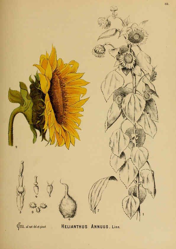 Reproducción/Reproduction 6025414321: American medicinal plants New York,Boericke & Tafel,c1887