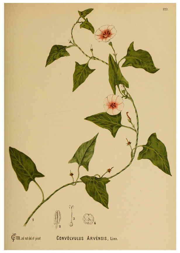 Reproducción/Reproduction 6025427151: American medicinal plants New York,Boericke & Tafel,c1887