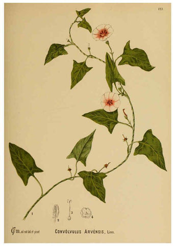 Reproducción/Reproduction 6025427151: American medicinal plants New York,Boericke & Tafel,c1887