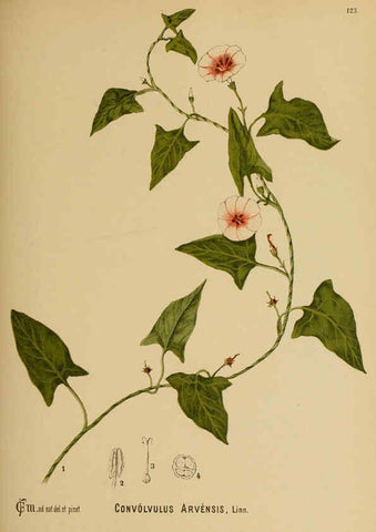 Reproducción/Reproduction 6025427151: American medicinal plants New York,Boericke & Tafel,c1887