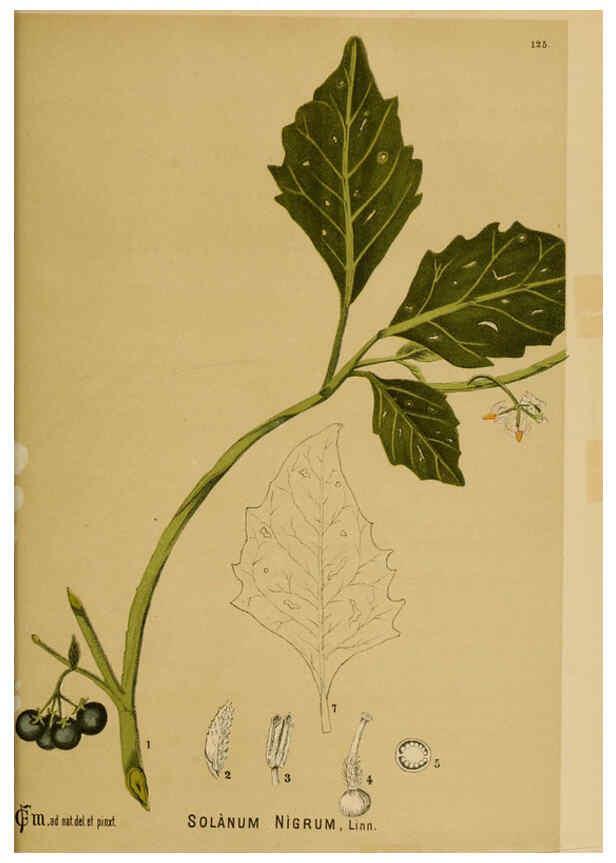 Reproducción/Reproduction 6025427669: American medicinal plants New York,Boericke & Tafel,c1887