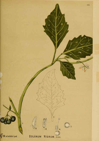 Reproducción/Reproduction 6025427669: American medicinal plants New York,Boericke & Tafel,c1887