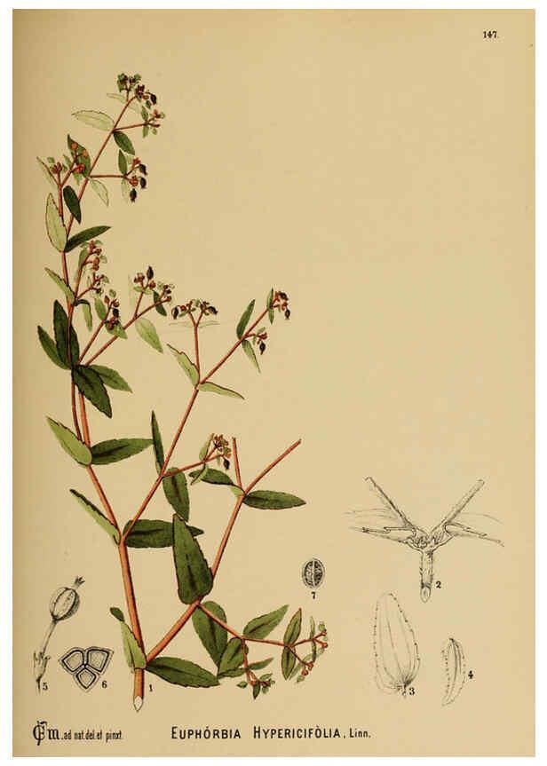 Reproducción/Reproduction 6025435197: American medicinal plants New York,Boericke & Tafel,c1887
