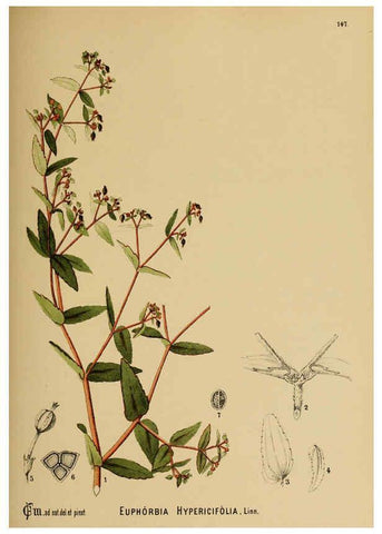 Reproducción/Reproduction 6025435197: American medicinal plants New York,Boericke & Tafel,c1887