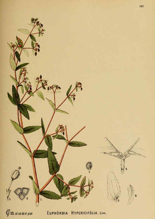 Reproducción/Reproduction 6025435197: American medicinal plants New York,Boericke & Tafel,c1887