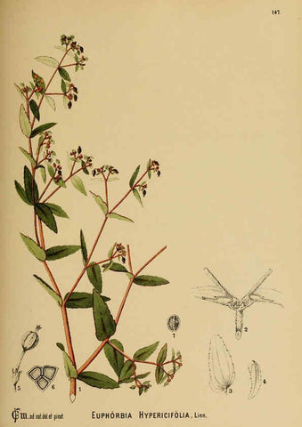 Reproducción/Reproduction 6025435197: American medicinal plants New York,Boericke & Tafel,c1887