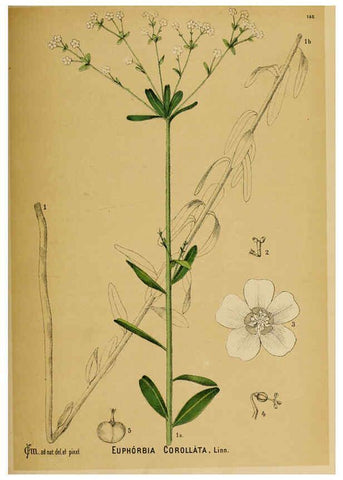 Reproducción/Reproduction 6025990758: American medicinal plants New York,Boericke & Tafel,c1887