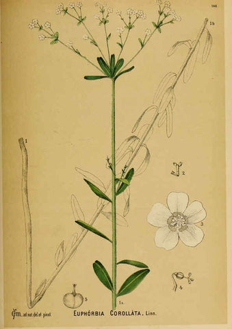 Reproducción/Reproduction 6025990758: American medicinal plants New York,Boericke & Tafel,c1887