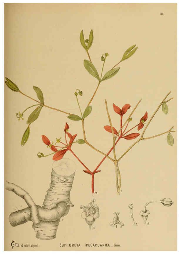 Reproducción/Reproduction 6025435795: American medicinal plants New York,Boericke & Tafel,c1887