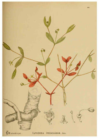 Reproducción/Reproduction 6025435795: American medicinal plants New York,Boericke & Tafel,c1887