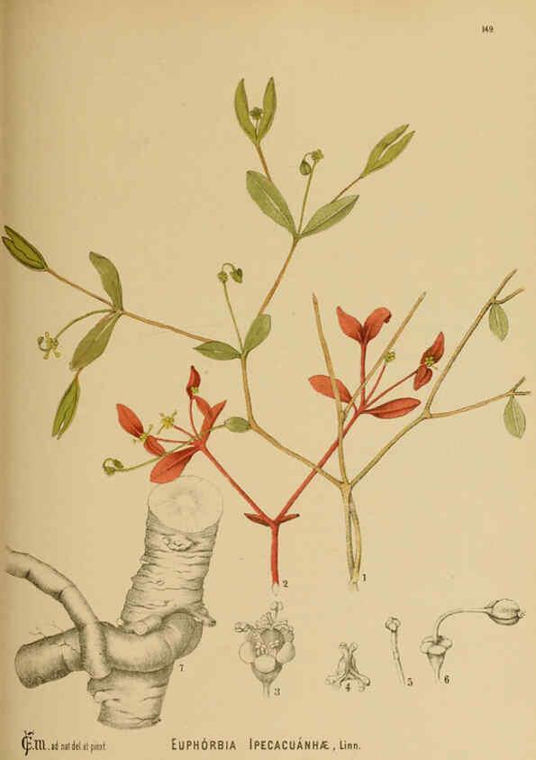 Reproducción/Reproduction 6025435795: American medicinal plants New York,Boericke & Tafel,c1887