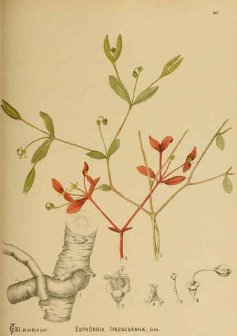 Reproducción/Reproduction 6025435795: American medicinal plants New York,Boericke & Tafel,c1887