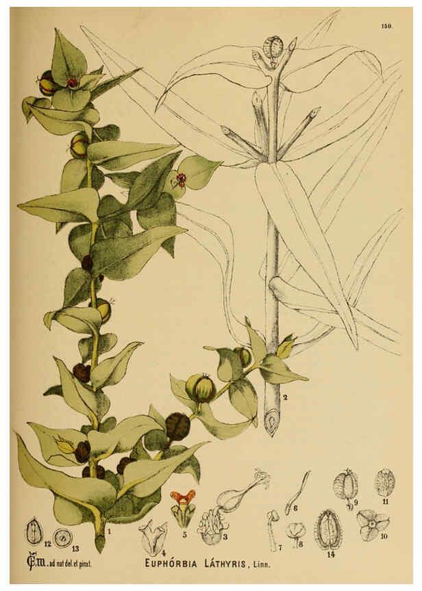 Reproducción/Reproduction 6025436091: American medicinal plants New York,Boericke & Tafel,c1887