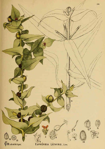 Reproducción/Reproduction 6025436091: American medicinal plants New York,Boericke & Tafel,c1887