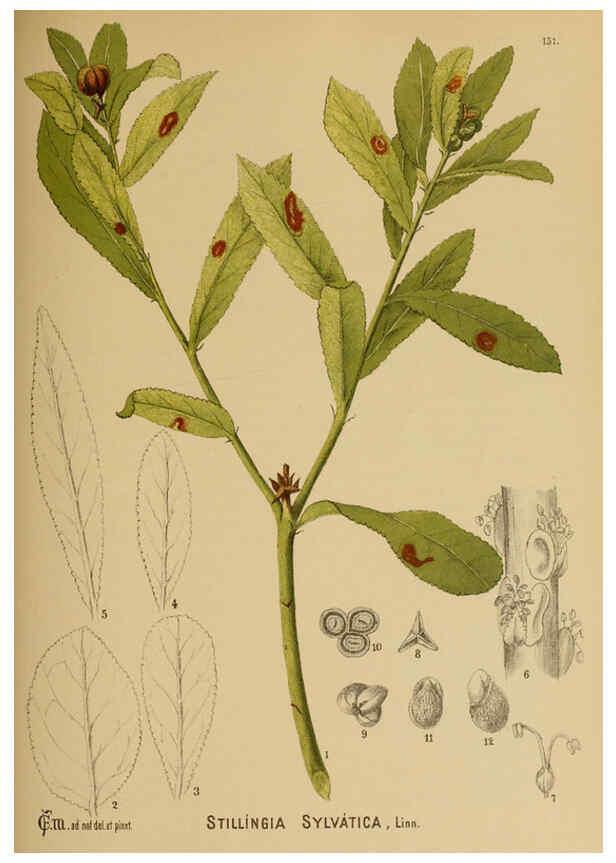 Reproducción/Reproduction 6025436345: American medicinal plants New York,Boericke & Tafel,c1887