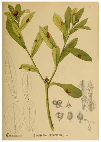 Reproducción/Reproduction 6025436345: American medicinal plants New York,Boericke & Tafel,c1887