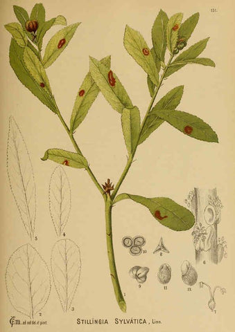 Reproducción/Reproduction 6025436345: American medicinal plants New York,Boericke & Tafel,c1887