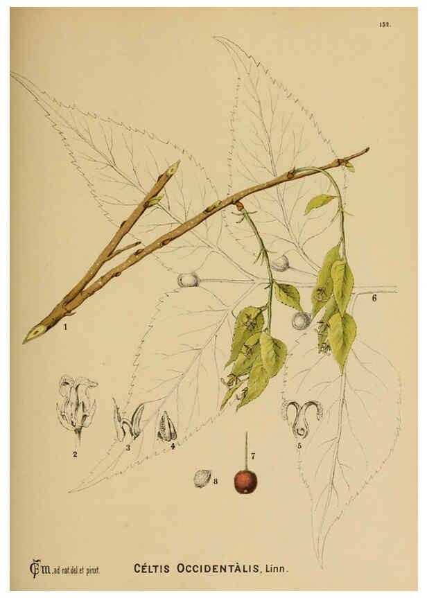 Reproducción/Reproduction 6025436683: American medicinal plants New York,Boericke & Tafel,c1887