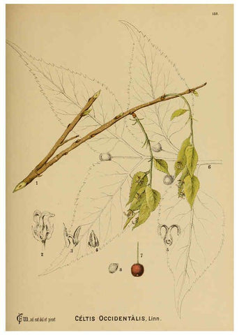 Reproducción/Reproduction 6025436683: American medicinal plants New York,Boericke & Tafel,c1887