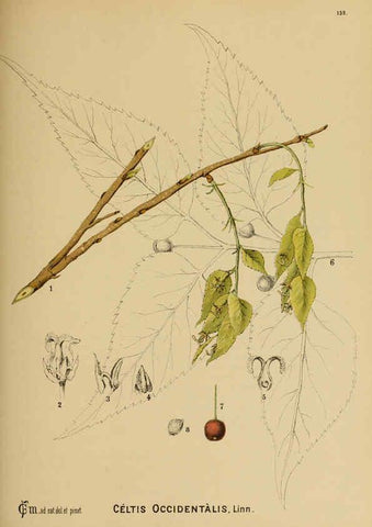 Reproducción/Reproduction 6025436683: American medicinal plants New York,Boericke & Tafel,c1887