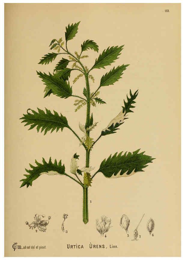 Reproducción/Reproduction 6025992340: American medicinal plants New York,Boericke & Tafel,c1887