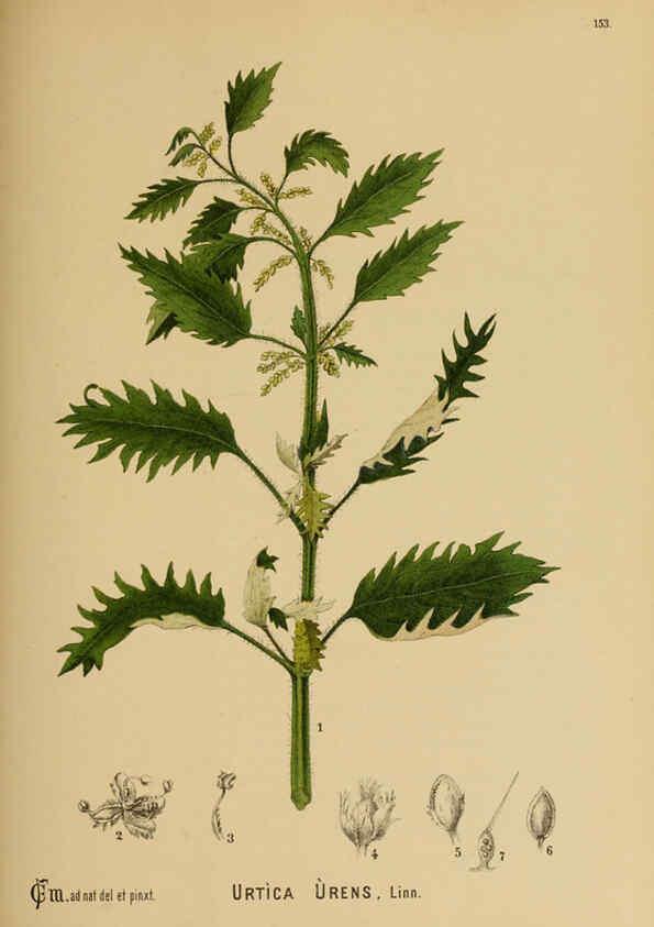 Reproducción/Reproduction 6025992340: American medicinal plants New York,Boericke & Tafel,c1887