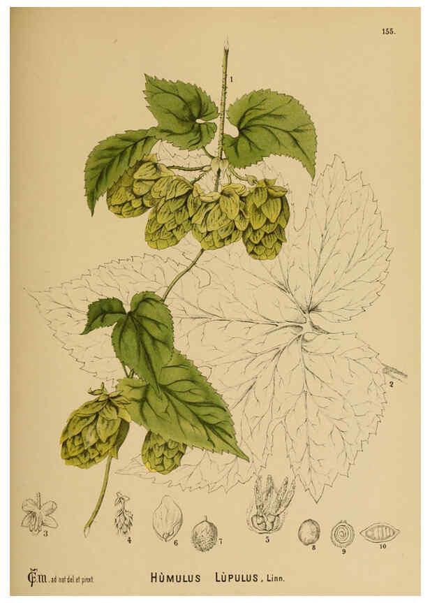 Reproducción/Reproduction 6025437235: American medicinal plants New York,Boericke & Tafel,c1887