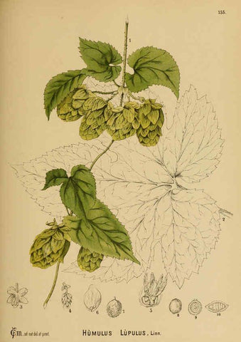 Reproducción/Reproduction 6025437235: American medicinal plants New York,Boericke & Tafel,c1887