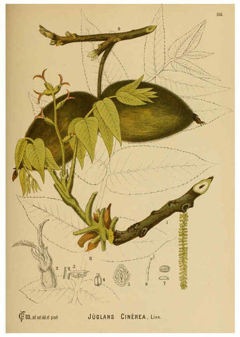 Reproducción/Reproduction 6025437819: American medicinal plants New York,Boericke & Tafel,c1887