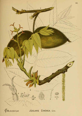 Reproducción/Reproduction 6025437819: American medicinal plants New York,Boericke & Tafel,c1887