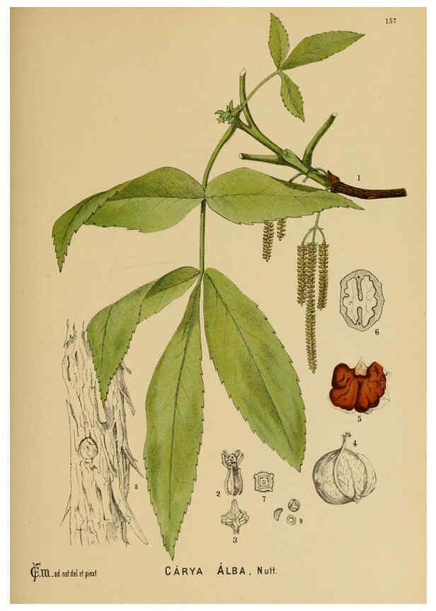 Reproducción/Reproduction 6025993498: American medicinal plants New York,Boericke & Tafel,c1887