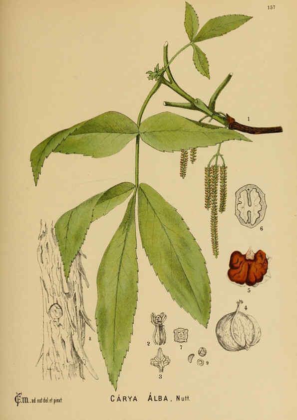 Reproducción/Reproduction 6025993498: American medicinal plants New York,Boericke & Tafel,c1887