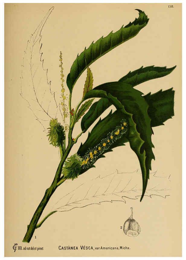Reproducción/Reproduction 6025994080: American medicinal plants New York,Boericke & Tafel,c1887