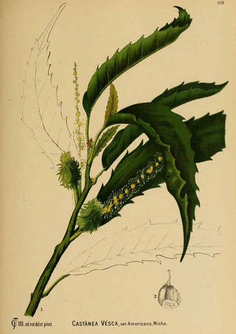 Reproducción/Reproduction 6025994080: American medicinal plants New York,Boericke & Tafel,c1887