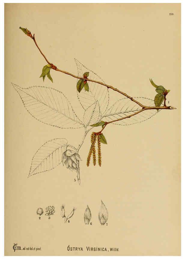 Reproducción/Reproduction 6025438951: American medicinal plants New York,Boericke & Tafel,c1887