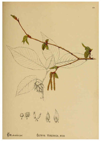 Reproducción/Reproduction 6025438951: American medicinal plants New York,Boericke & Tafel,c1887