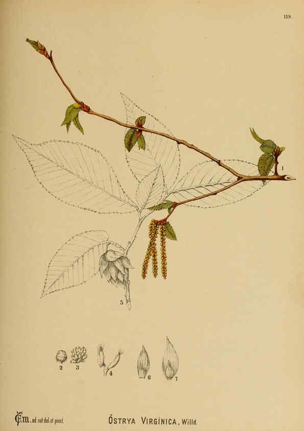 Reproducción/Reproduction 6025438951: American medicinal plants New York,Boericke & Tafel,c1887