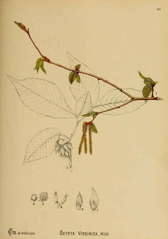 Reproducción/Reproduction 6025438951: American medicinal plants New York,Boericke & Tafel,c1887