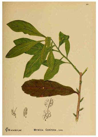 Reproducción/Reproduction 6025439235: American medicinal plants New York,Boericke & Tafel,c1887