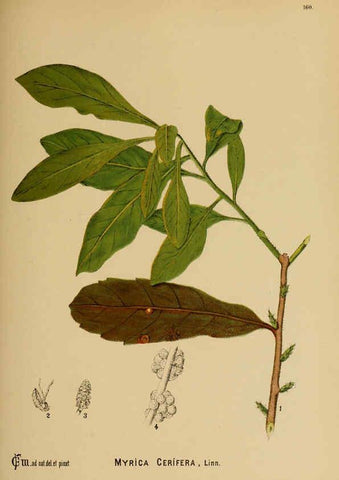 Reproducción/Reproduction 6025439235: American medicinal plants New York,Boericke & Tafel,c1887