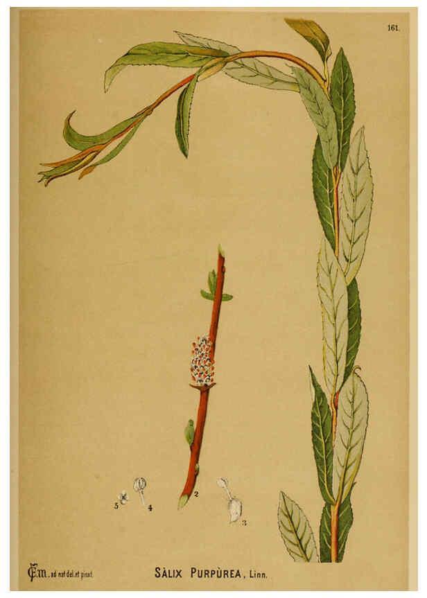 Reproducción/Reproduction 6025994922: American medicinal plants New York,Boericke & Tafel,c1887